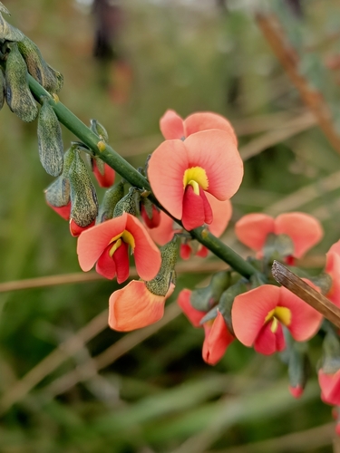 Sphaerolobium grandiflorum Benth.