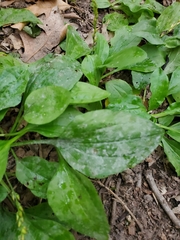 Golovinomyces sordidus