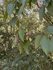 Carpinus kawakamii