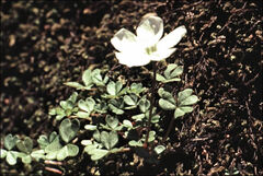 Oxalis magellanica