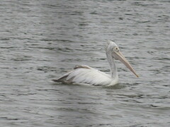 Pelecanus philippensis