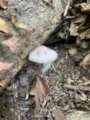 Inocybe lilacina