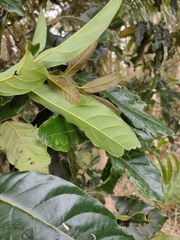 Cryptocarya hypospodia