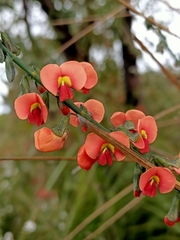 Sphaerolobium grandiflorum