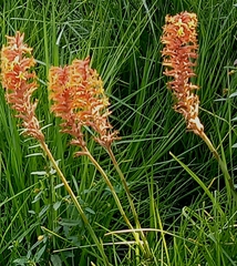 Dichromanthus cinnabarinus