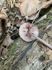 Inocybe lilacina