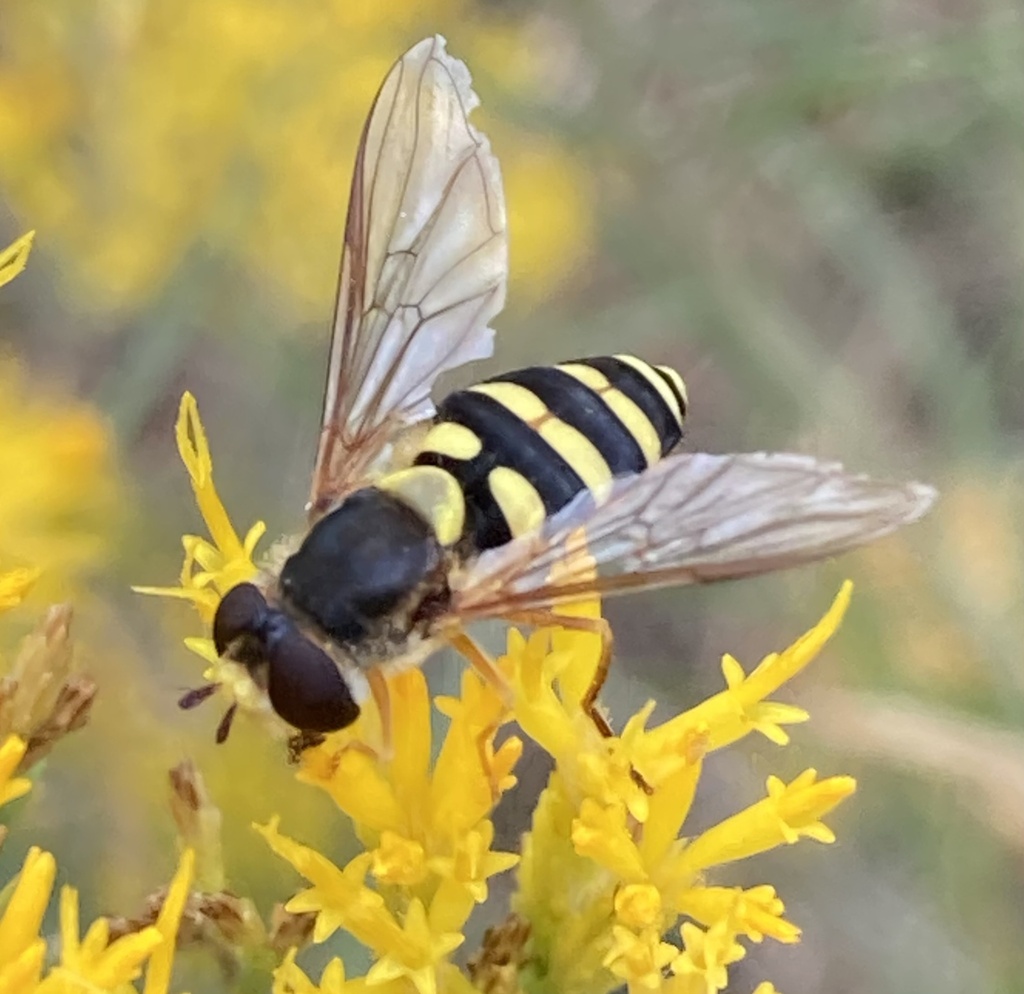 Curran's Flower Fly