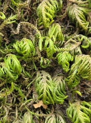 Dendroalsia abietina