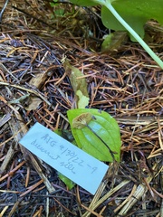 Xeromphalina cauticinalis