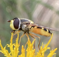 Syrphus currani