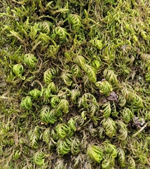 Dendroalsia abietina