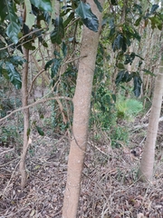 Cryptocarya hypospodia