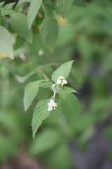 Lantana canescens