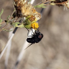 Copestylum violaceum