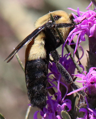 Bombus fraternus