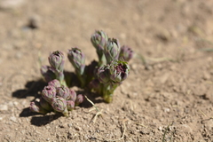 Stellera chamaejasme