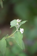 Lantana canescens