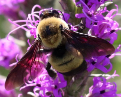 Bombus fraternus