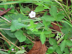 Geranium thunbergii