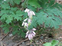 Dicentra formosa