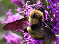 Bombus fraternus