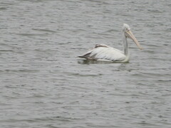 Pelecanus philippensis