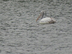 Pelecanus philippensis
