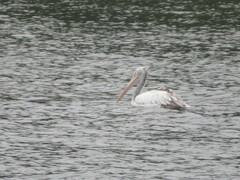 Pelecanus philippensis