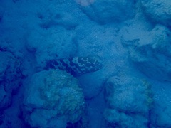 Epinephelus polyphekadion