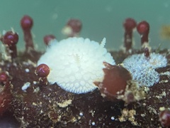 Onchidoris muricata