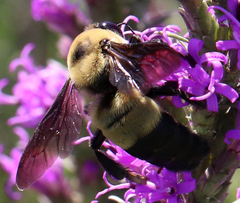 Bombus fraternus