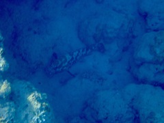 Epinephelus polyphekadion
