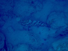 Epinephelus polyphekadion