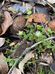 Orianthera serpyllifolia serpyllifolia