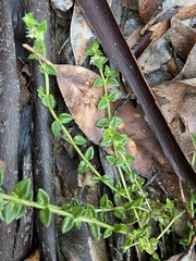 Orianthera serpyllifolia serpyllifolia