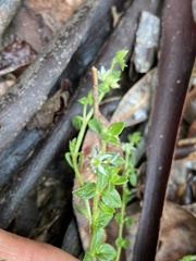 Orianthera serpyllifolia serpyllifolia