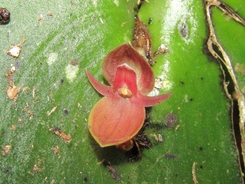 Pleurothallis cardiothallis, photograph 5