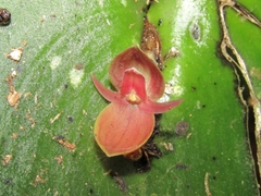 Pleurothallis cardiothallis