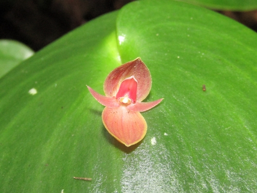 Pleurothallis cardiothallis, photograph 6