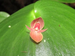 Pleurothallis cardiothallis