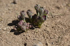 Stellera chamaejasme