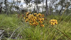 Daviesia umbellulata
