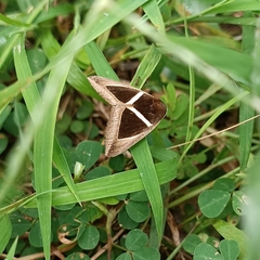 Chalciope mygdon