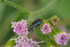 Lebia