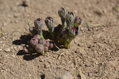 Stellera chamaejasme