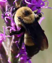 Bombus fraternus