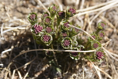 Stellera chamaejasme