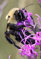 Bombus fraternus