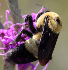 Bombus fraternus