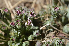 Stellera chamaejasme